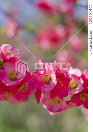 The pink quince flowers are in full bloom. The pink quince flowers are in full bloom. 129391442