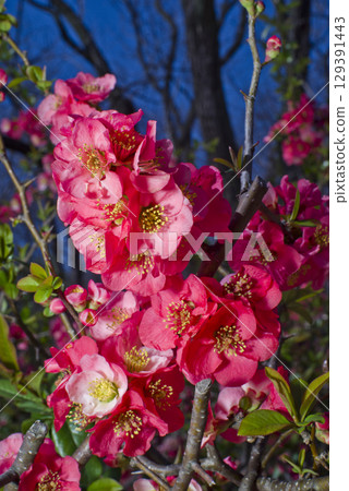 The pink quince flowers are in full bloom. The pink quince flowers are in full bloom. 129391443