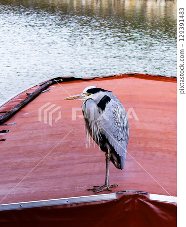 A grey heron resting on a houseboat on the Uji River in Kyoto 129391483