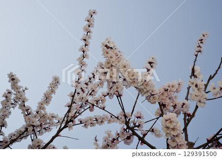 The pale pink flowers of the apricot (Prunus armeniaca) are in full bloom. The pale pink flowers of the apricot (Prunus armeniaca) are in full bloom. 129391500
