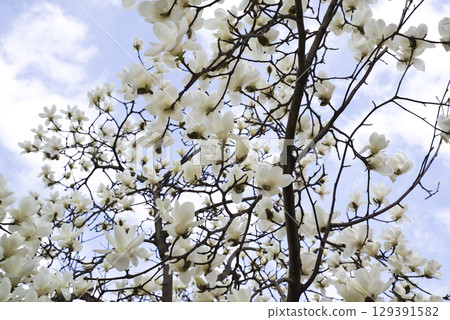 White flowers of Yulan magnolia are in bloom under the blue sky. The scientific name is Magnolia de nudata. White flowers of Yulan magnolia are in bloom under the blue sky. The scientific name is Magnolia de nudata. 129391582
