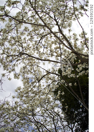 White flowers of Yulan magnolia are in bloom under the blue sky. The scientific name is Magnolia de nudata. White flowers of Yulan magnolia are in bloom under the blue sky. The scientific name is Magnolia de nudata. 129391592
