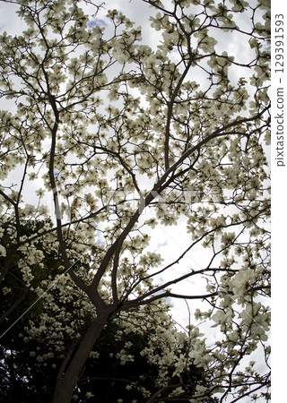 White flowers of Yulan magnolia are in bloom under the blue sky. The scientific name is Magnolia de nudata. 129391593