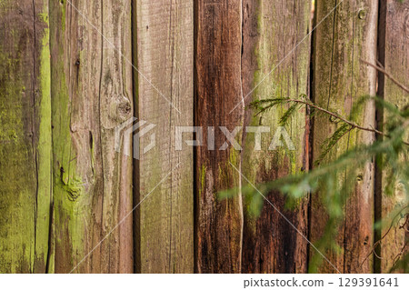 A Weathered Wooden Fence, Generously Covered with Moss, Surrounded by Lush Greenery 129391641