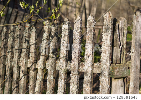 A Beautiful Rustic Wooden Fence Covered with Moss Surrounded by Natures Splendor 129391643