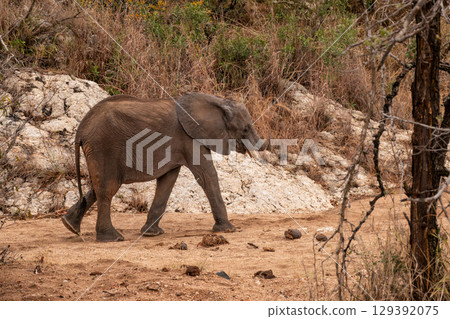 Young Calf Elephant with Trunk Lost in a Snare due to Illegal Poaching 129392075