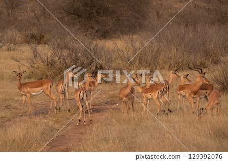Breeding herd of Impala look alert as they sense danger in Kruger National Park in South Africa Breeding herd of Impala look alert as they sense danger in Kruger National Park in South Africa 129392076