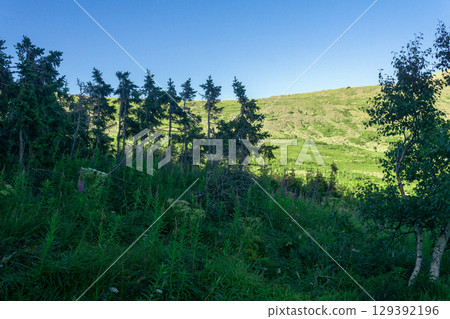 mountain forest with dwarf trees in the Northern Urals mountain forest with dwarf trees in the Northern Urals 129392196