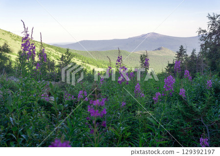 Blooming fireweed in the Northern Ural Mountains Blooming fireweed in the Northern Ural Mountains 129392197