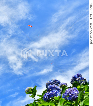 繡球花和滑翔傘 129392206