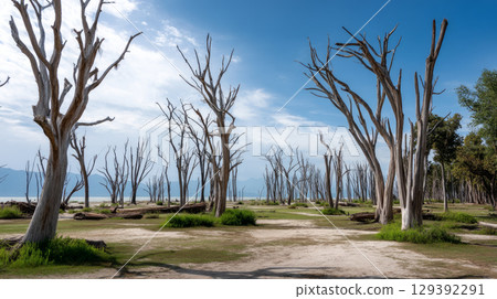 A once-green forest now dry and full of dead trees. Water crisis and water shortage in summer during long drought is a global problem of drought on the planet. A once-green forest now dry and full of dead trees. Water crisis and water shortage in summer during long drought is a global problem of drought on the planet. 129392291