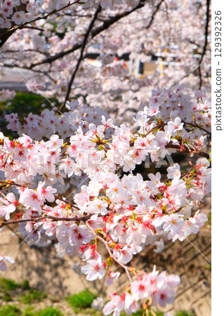 Cherry blossom trees in Gojo River Cherry blossom trees in Gojo River 129392326