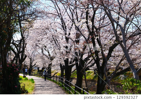 Cherry blossom trees in Gojo River 129392327