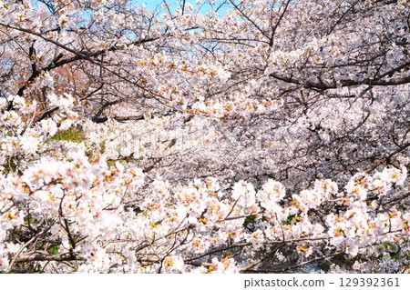 在Gojo河的櫻花樹 129392361