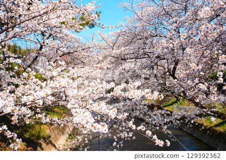 在Gojo河的櫻花樹 在Gojo河的櫻花樹 129392362