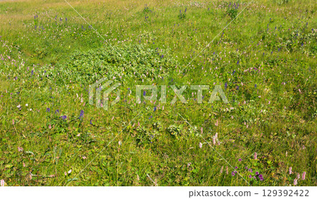 blooming alpine meadow, mountain tundra blooming alpine meadow, mountain tundra 129392422