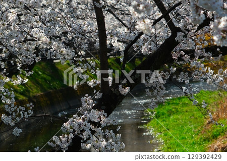 Cherry blossom trees in Gojo River Cherry blossom trees in Gojo River 129392429