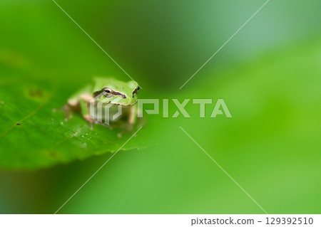 A Japanese tree frog hiding in the shade of a leaf and gazing A Japanese tree frog hiding in the shade of a leaf and gazing 129392510