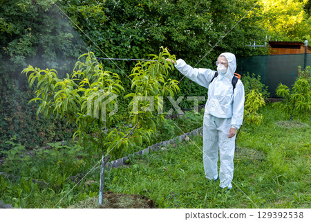 A gardener in a protective suit, mask and glasses uses a professional sprayer to treat the garden with insecticides and fungicides from pests 129392538