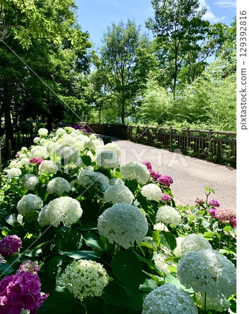 Western hydrangeas in full bloom against the blue sky and fresh greenery (Kariya Highway Oasis Iwagaike Park, Kariya City, Aichi Prefecture) 129392816
