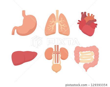 Illustration set of major human internal organs 129393354