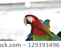 Colorful parrot with red, green, blue, and yellow feathers perched indoors, showcasing vibrant plumage and expressive eyes, creating lively 129393496