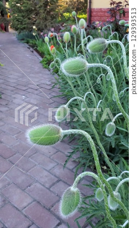 Beautiful spring garden features new growth of poppy buds standing tall along a charming stone pathway surrounded by lush greenery and blooming flowers Beautiful spring garden features new growth of poppy buds standing tall along a charming stone pathway surrounded by lush greenery and blooming flowers 129393513