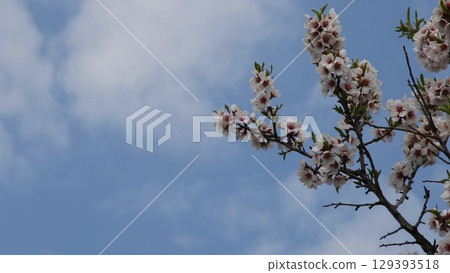 Branch of nectarine tree in bloom with blue sky background and copy space 129393518