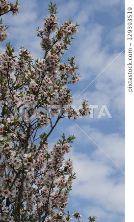 Spring blossoms blooming on almond tree branches against a vibrant blue sky filled with fluffy white clouds, creating a picturesque view of natures renewal and beauty 129393519