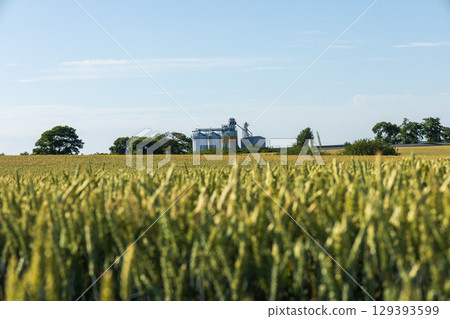 Golden grain fields stretch towards the horizon, with silos visible in the distance, indicating a thriving agricultural area 129393599