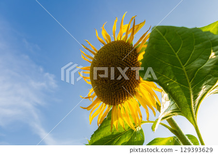 A sunflower stands tall under a clear blue sky, its golden petals basking in sunlight while surrounded by healthy green leaves A sunflower stands tall under a clear blue sky, its golden petals basking in sunlight while surrounded by healthy green leaves 129393629
