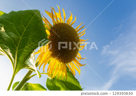 A large sunflower stands tall against a bright blue sky, showcasing its yellow petals and textured center while lush green leaves frame the scene 129393630