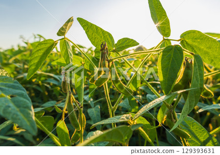 Healthy soybean plants thrive in a sunny field, featuring lush green leaves and immature pods, indicating growth in mid-summer agriculture 129393631
