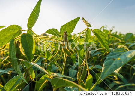 Soybean plants thrive in a lush green field, basking in bright sunlight, showcasing healthy pods and leaves during midday 129393634