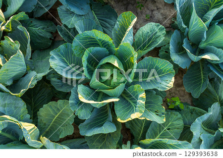 Healthy cabbage plants display vibrant green leaves in an expansive agricultural field during a sunny day, showcasing optimal growth 129393638