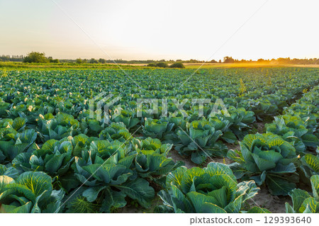 Rows of lush green cabbages stretch across the field, illuminated by the warm glow of the setting sun in a rural farming area Rows of lush green cabbages stretch across the field, illuminated by the warm glow of the setting sun in a rural farming area 129393640