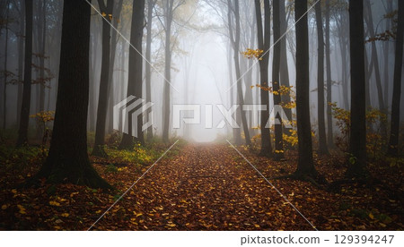 A path covered with fallen leaves in a dark forest shrouded in deep fog 129394247