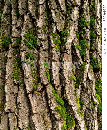 The rough, deeply wrinkled surface of the bark of an old oak tree 129394695