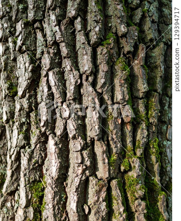 The rough, deeply wrinkled surface of the bark of an old oak tree 129394717