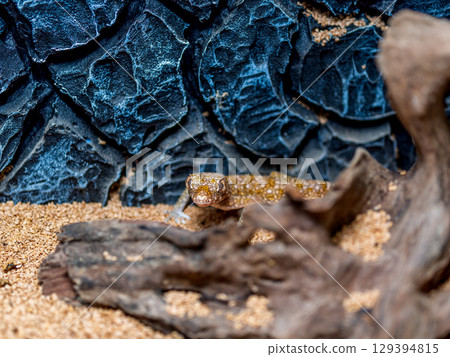 Close-up of the elegant bow-toed gecko 129394815