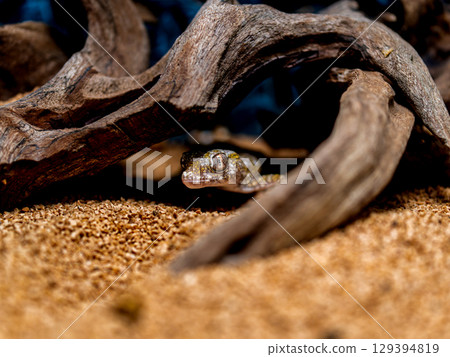 Close-up of the elegant bow-toed gecko 129394819