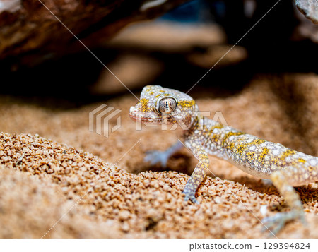 優雅弓壁虎的特寫 129394824