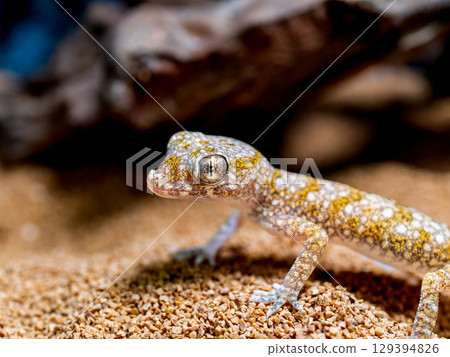 優雅弓壁虎的特寫 129394826