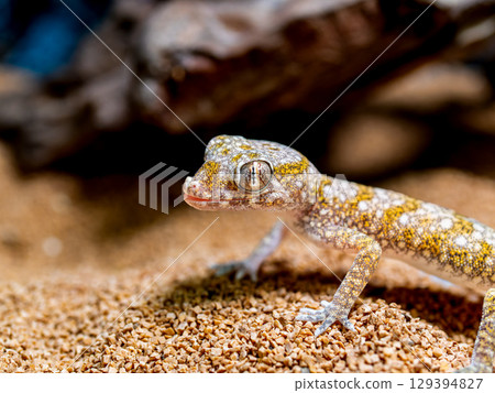 優雅弓壁虎的特寫 129394827