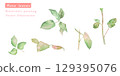 美麗的粉紅色玫瑰葉畫水彩向量插圖集 129395076