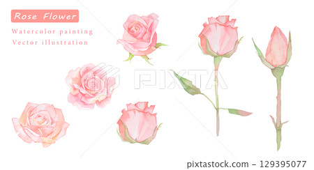 美麗的水彩粉紅玫瑰向量插圖集 129395077