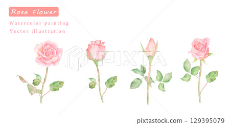 美麗的水彩粉紅玫瑰向量插圖集 129395079