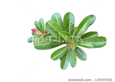 Cut Out Adenium or Desert Rose Tree 129395092