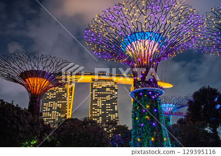 新加坡濱海灣花園的夜景 129395116