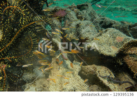 Underwater Tropical Corals Reef with colorful sea fish. Tropical colourful underwater seascape. Underwater Tropical Corals Reef with colorful sea fish. Tropical colourful underwater seascape. 129395136